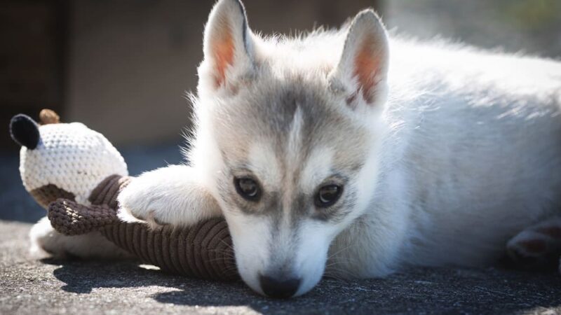 Consultation pré-adoption avec un chien en Deux-Sèvres (79)