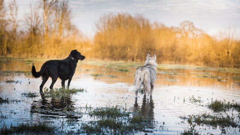 deux chiens au bord d'un étang