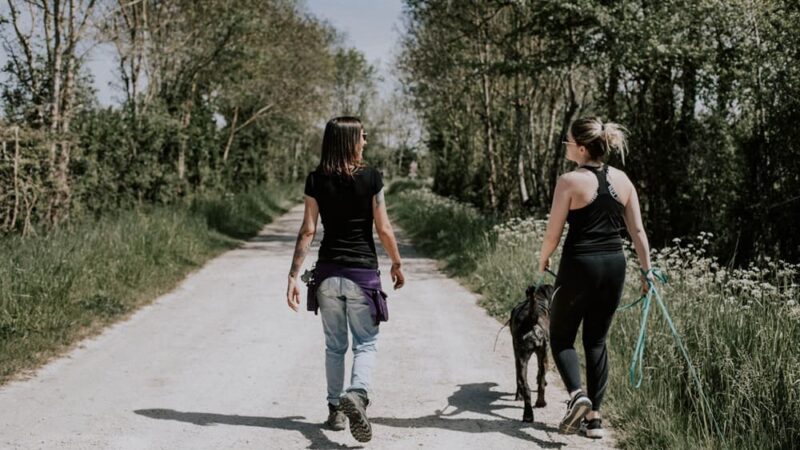 Séance individuelle de comportement canin avec un professionnel