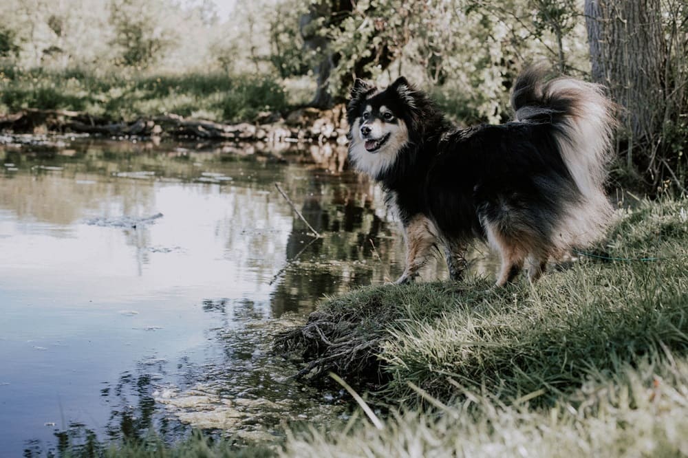 Chien en éducation dans le 79